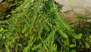 Tumubuhan liar Meniran Hijau ternyata memiliki khasiat dahsyat. (Liputan6.com/Dok. Unsoed)