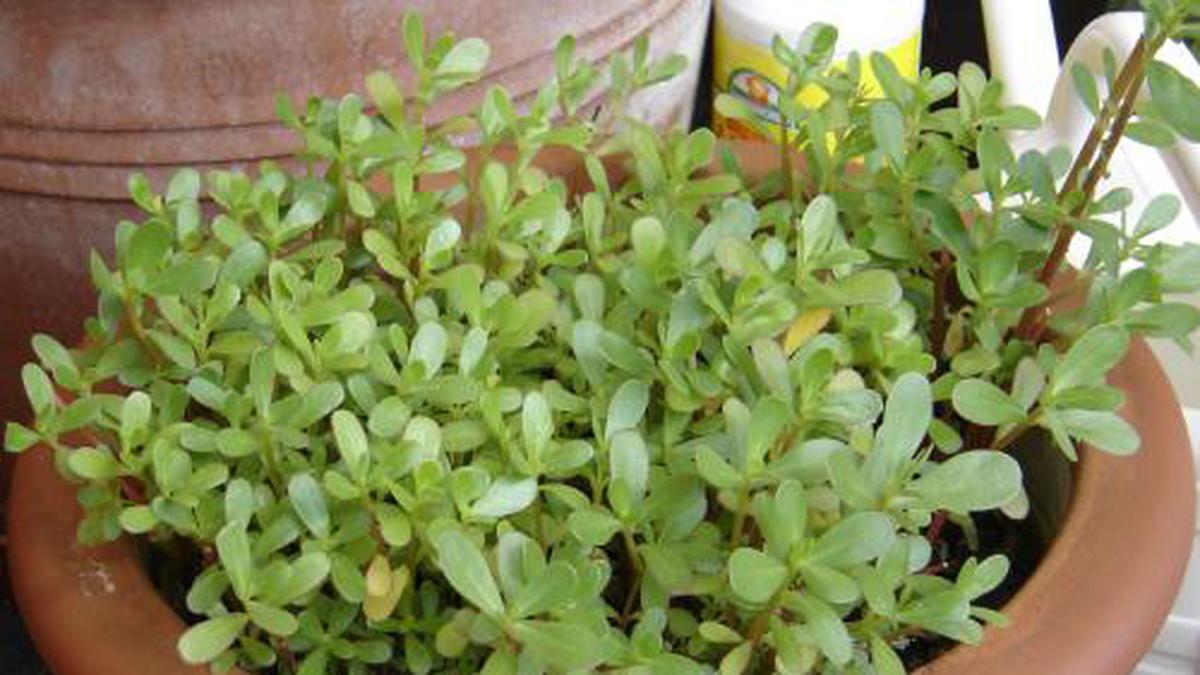 9 Manfaat Daun Krokot untuk Kesehatan, Mulai dari Kesehatan Kulit hingga Jantung