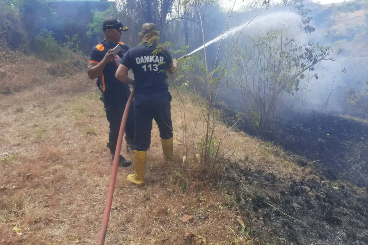 Tim Pemadam Kebakaran Kabupaten Situbondo berjibaku memadamkan 5 hetar lahan yang terbakar di Desa Sumberkolah Situbondo (Istimewa)