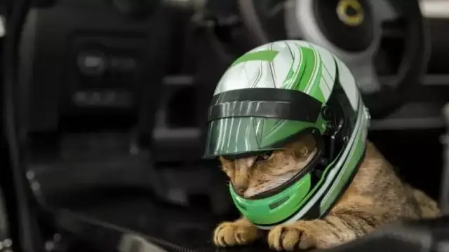 8 Potret Kucing saat Pakai Helm Ini Bikin Geleng Kepala