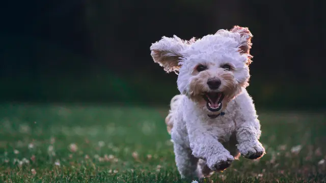 Little Puppy (unsplash.com/Joe Caione)
