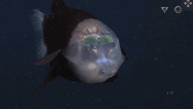 Rekaman ikan barreleye (Macropinna microstoma) yang diambil oleh ilmuwan MBARI di Monterey Submarine Canyon (2021 MBARI)