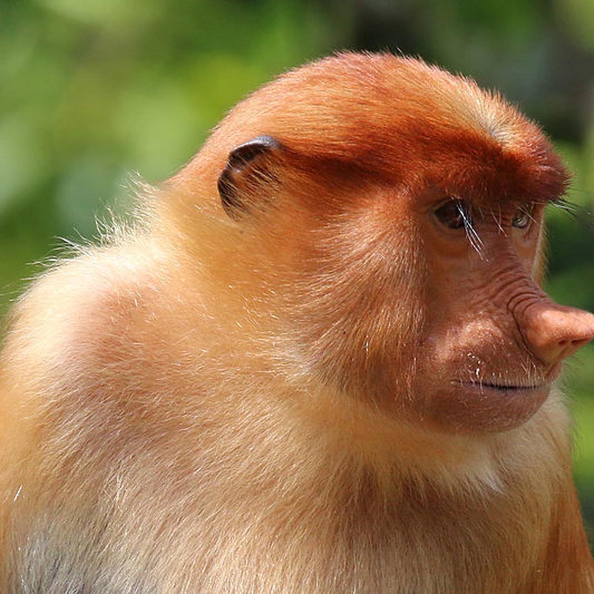 Lawak gambar monyet Monyet Tiba