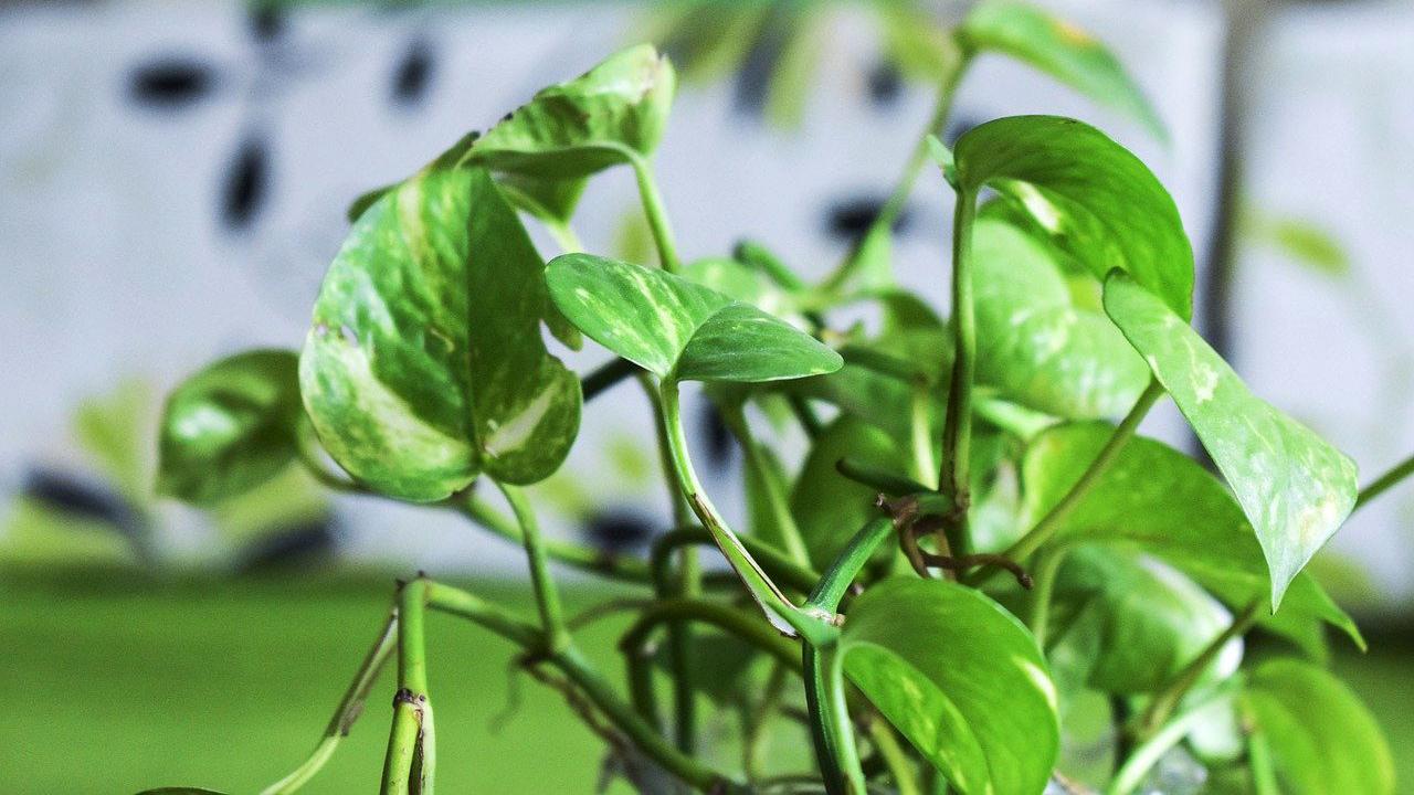 Ilustrasi daun sirih