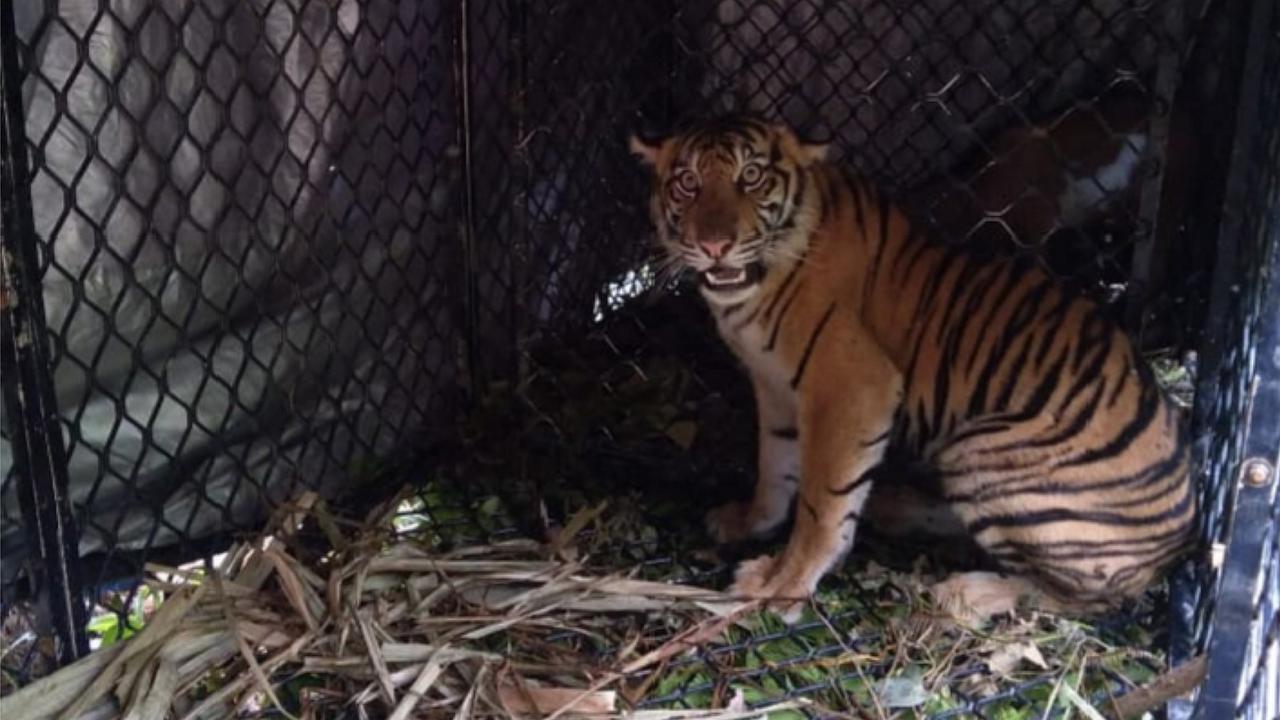 Harimau sumatra yang diamankan tim BKSDA Aceh (Liputan6.com/Rino Abonita)