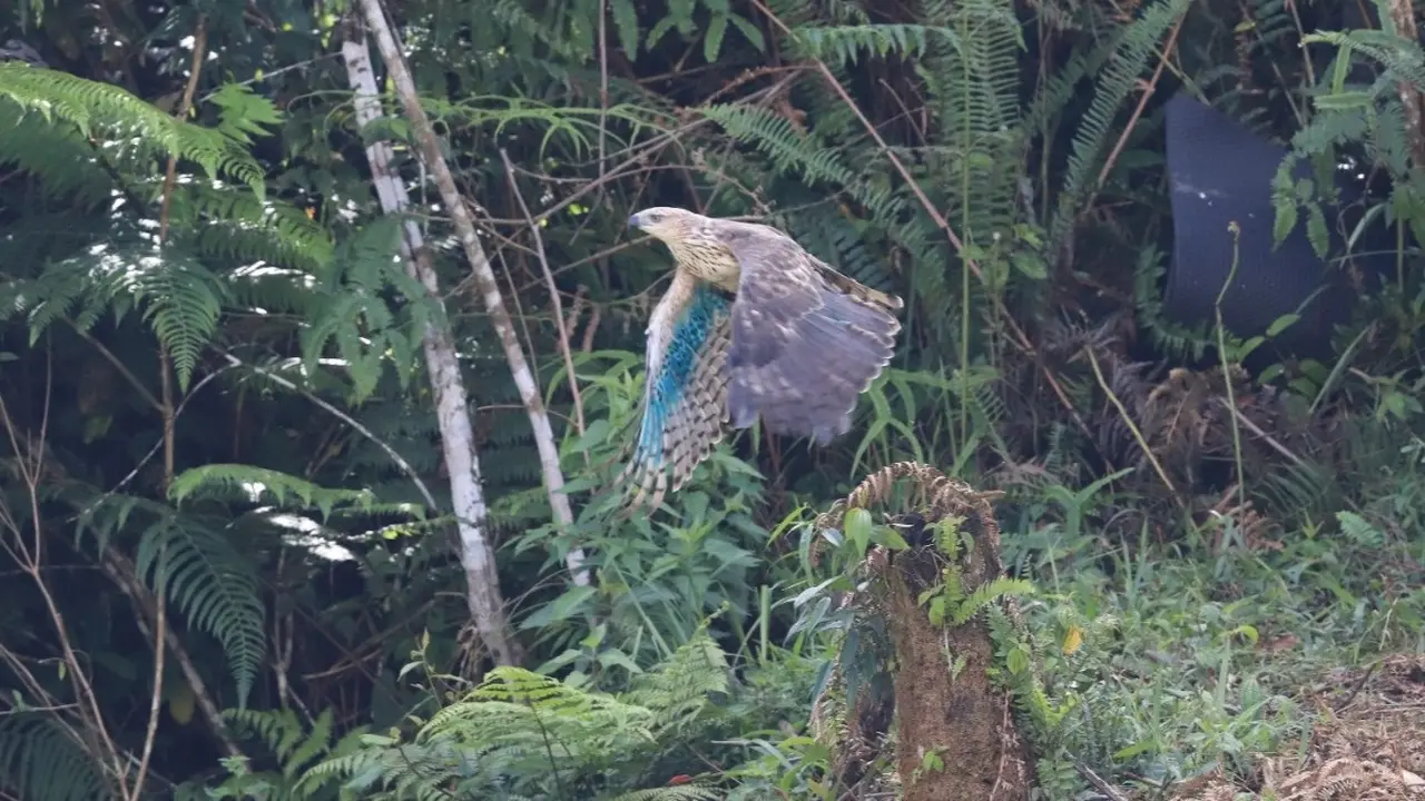 Elang Brontok yang dilepas Balai Besar Taman Nasional Gunung Halimun Salak (TNGHS)