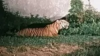 Buang Air di Semak-Semak, Pekerja Hutan Tewas Diterkam 2 Ekor Harimau Sumatra