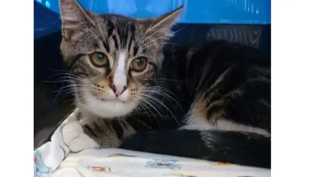 10 Potret Kucing Setelah Disengat Lebah Ini Bikin Kasihan