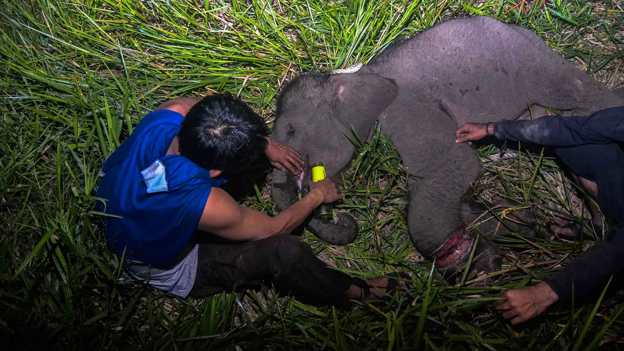 Evakuasi anak gajah sumatera