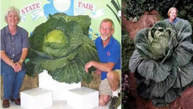 6 Foto Sayuran dan Buah Terbesar yang Pernah Tumbuh di Bumi