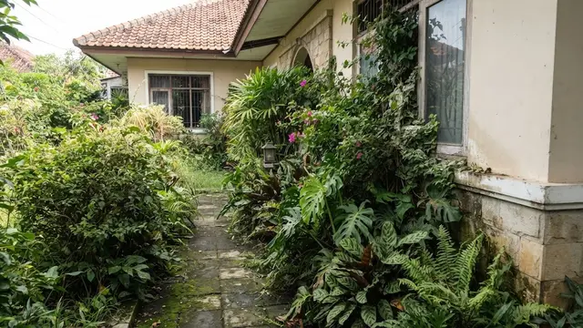 Menempatkan Tanaman Terlalu Dekat dengan Dinding Rumah
