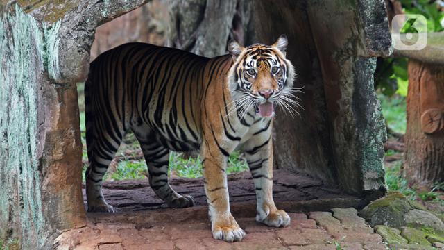 Dua Harimau di Ragunan Terpapar COVID-19