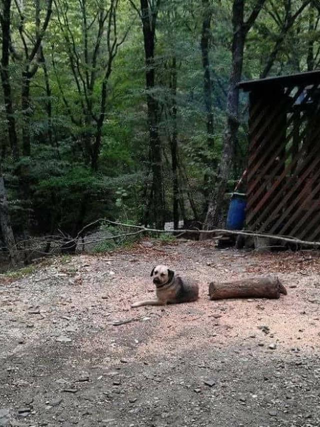 6 Ilusi Optik Anjing Ini Menipu Mata, Butuh Ketelitian