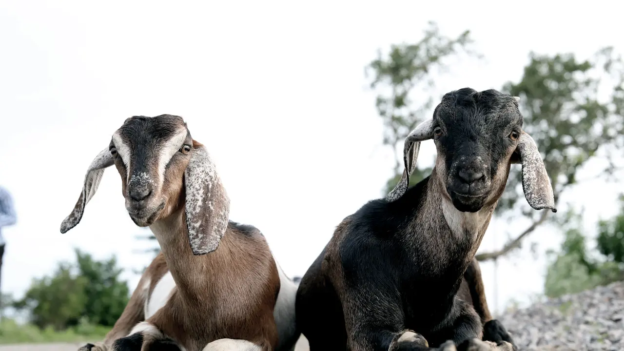 [Fimela] kambing