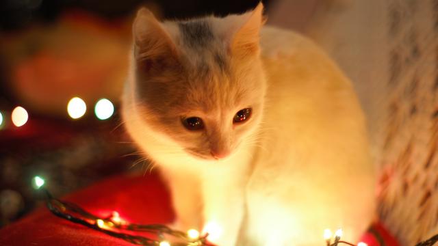 9 Jenis Mainan  Kucing  yang Cocok untuk Peliharaanmu 