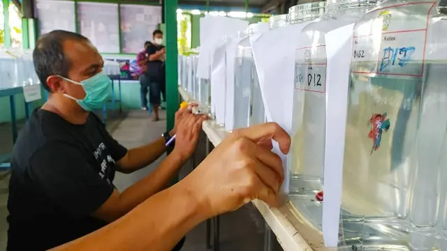 Juri sedang menilai ikan cupang yang ikut kontes di Pekanbaru.