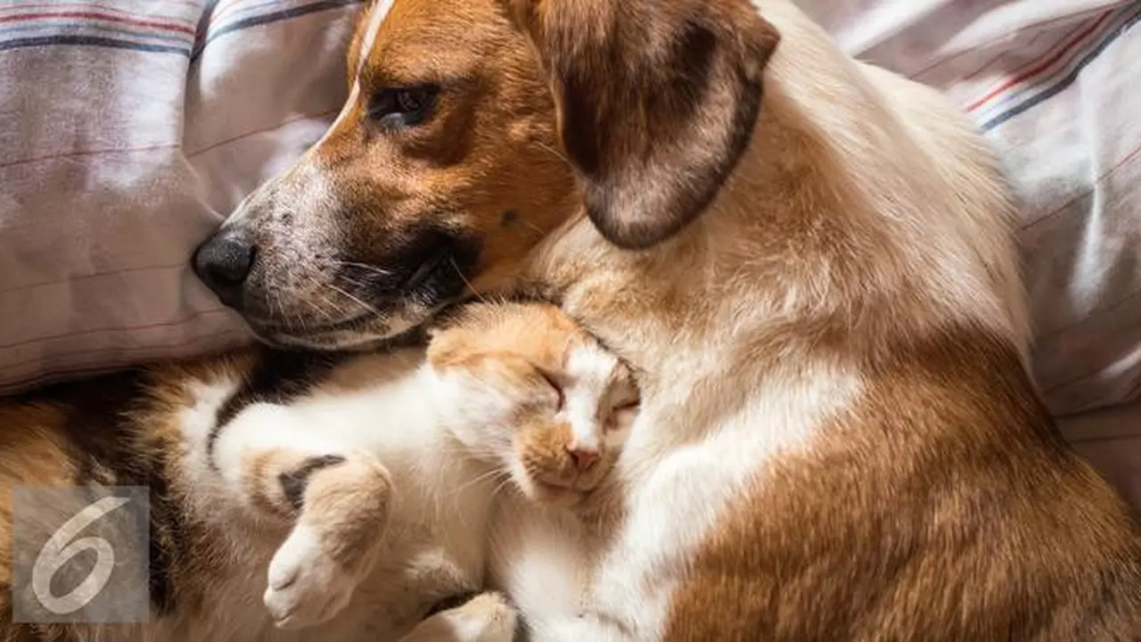 Yulin Dog Meat Festival Tiongkok Terkena Larangan Daging Anjing