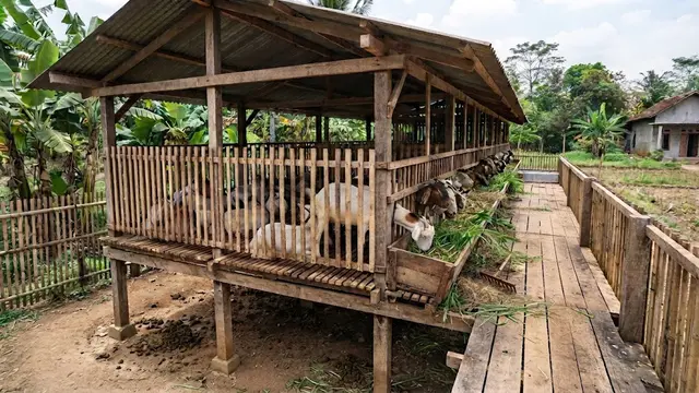 Kandang Komunal Model Panggung dengan Lorong Samping