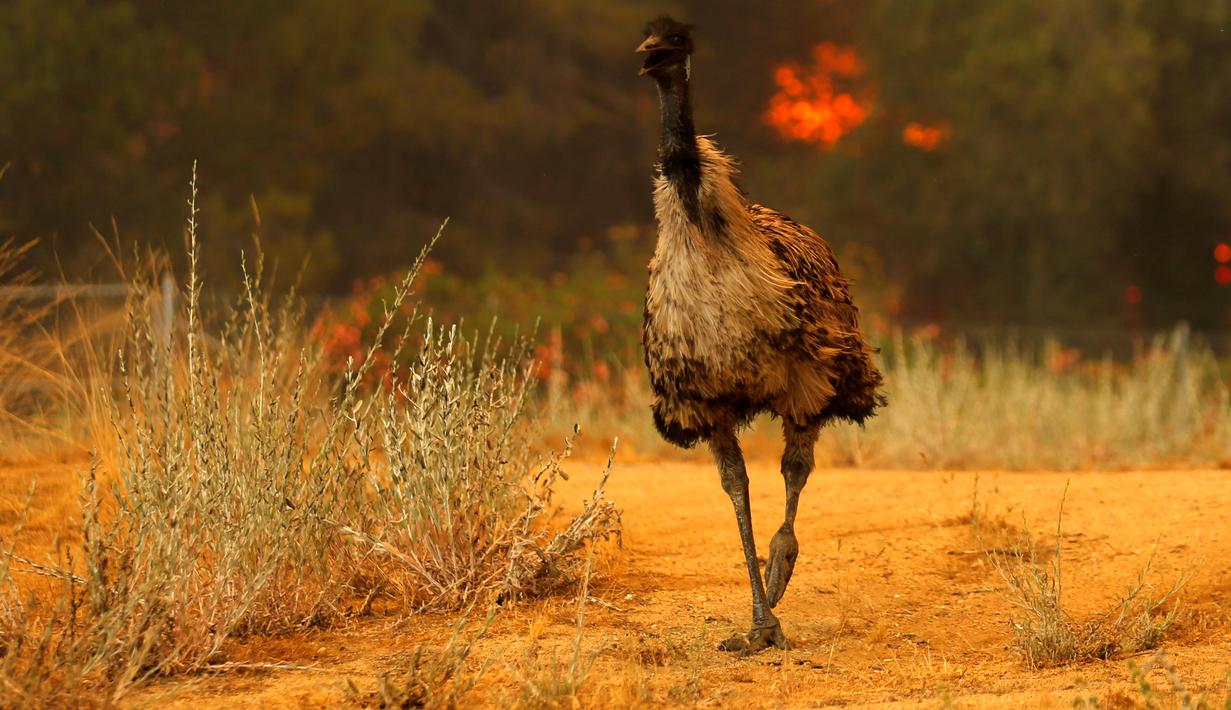 Seekor burung emu dengan luka bakar terlihat kebingungan saat kebakaran melanda California, Amerika Serikat, Senin (20/6). Kebakaran yang terjadi di California disebabkan suhu tinggi dan musim kering yang berkepanjangan. (REUTERS/Mike Blake)