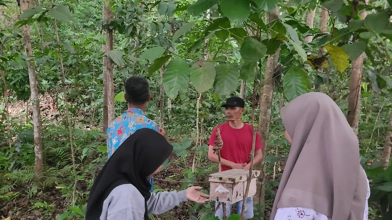 Budidaya Tawon Klanceng di sejumlah Gumuk di wilayah Jember (Istimewa)