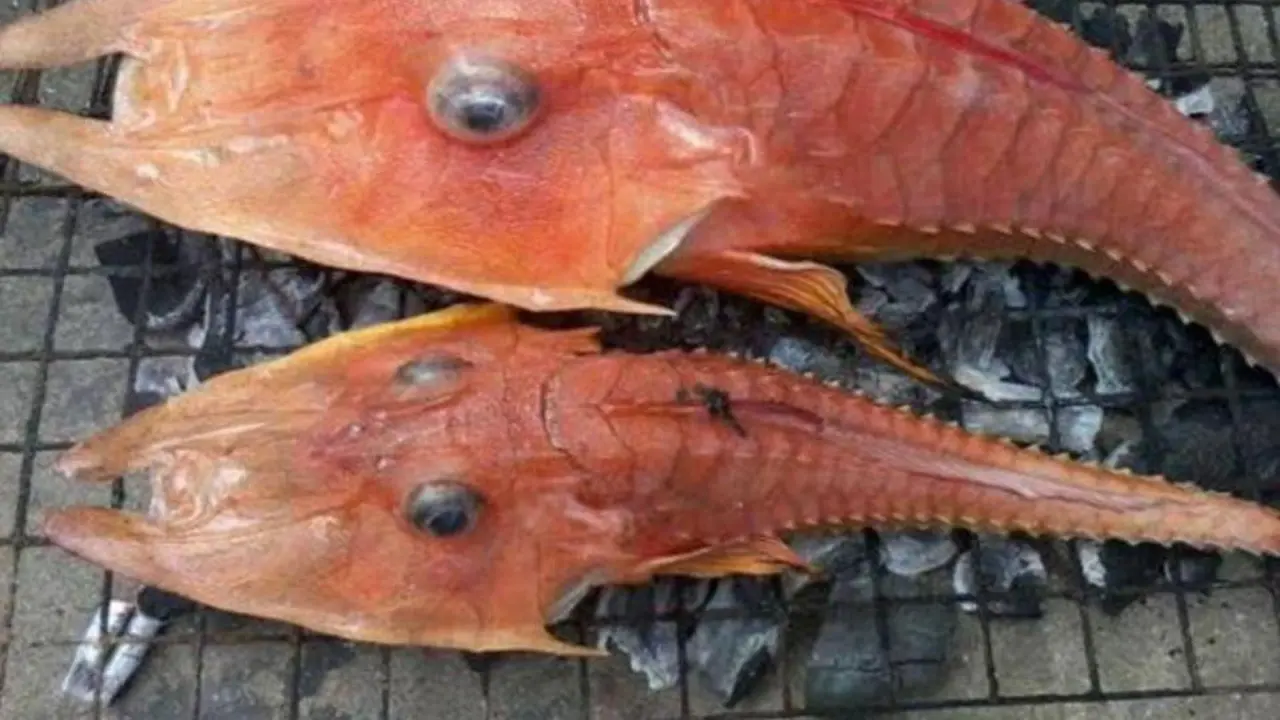 Nelayan Asal Australia Ini Temukan Monster Ikan Berkaki 