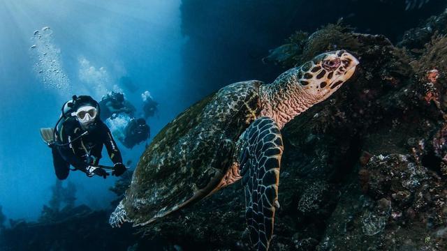 6 Potret Glenn Alinskie dan Chelsea Olivia Diving Bareng, Kenang Momen 12 Tahun Lalu