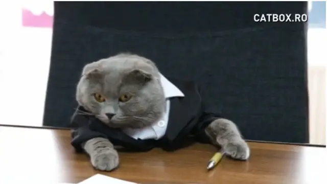 Si Kucing Jadi Bos Perusahaan