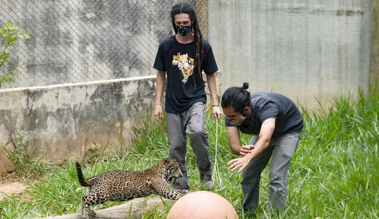 Penjaga melatih anak jaguar yang diselamatkan dari wilayah Amazon dalam kandang di LSM Mata Ciliar, Jundiai, Brasil, Selasa (20/10/2020). Asosiasi itu merawat hewan yang menjadi korban kebakaran, bencana lingkungan atau penyelundupan, serta merehabilitasinya. (AP Photo/ Andre Penner)