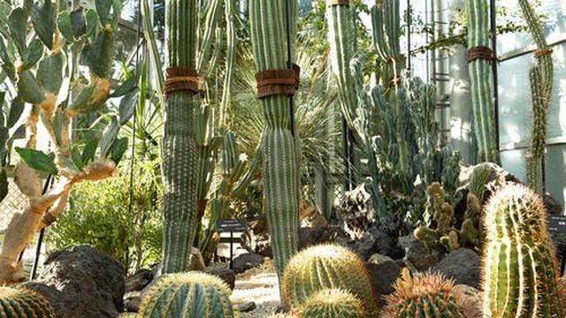 Ilustrasi tanaman kaktus