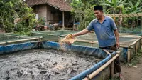 7 Cara Membuat Sistem Pembesaran Lele Bergilir agar Bisa Panen Hampir Setiap Bulan