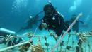 Penyelam melakukan transplantasi (pencangkokan) terumbu karang di Pulau Pangempa, Kepulauan Togean, Kamis (6/9). Kegiatan itu sebagai salah satu upaya turut melestarikan terumbu karang yang dikemas dalam ‘Tour de Terumbu’. (Liputan6.com/Pool/Pertamina)
