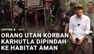Selamat dari Karhutla, 2 Orang Utan Dilepasliarkan