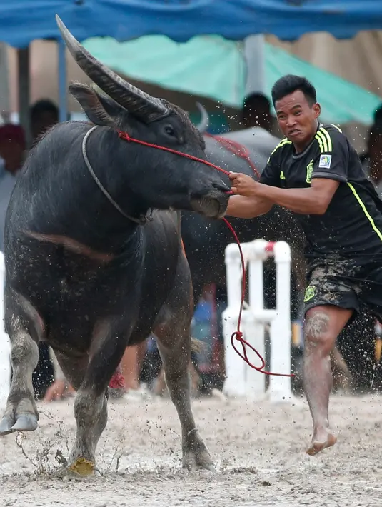Seorang joki berusaha mengendalikan kerbaunya saat bersaing pada festival lomba balap kerbau di Chonburi, Bangkok, Thailand  (16/7). Festival tahunan itu diikuti puluhan petani di Chonburi untuk merayakan panen padi. (AP Photo/Sakchai Lalit)