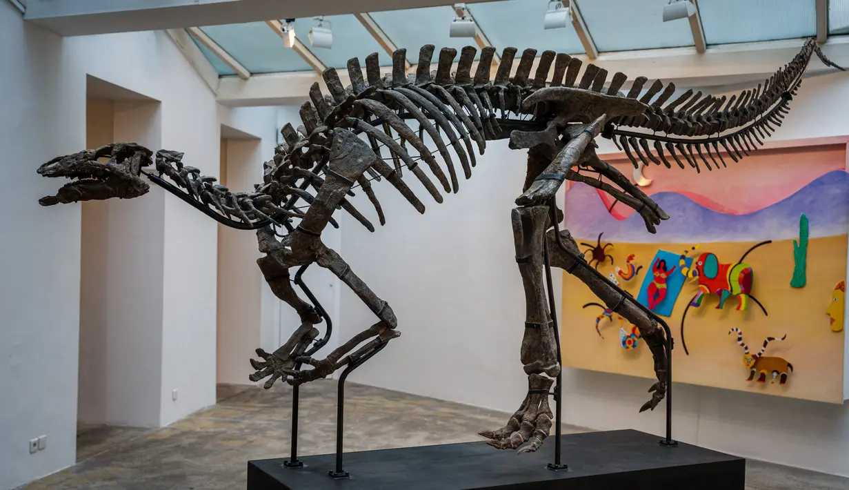 Dinosaurus itu pertama kali ditemukan di akhir 1990-an di negara bagian Wyoming, AS, dan mulai direstorasi pada 2000 oleh paleontologis Barry James, yang kemudian menjadi nama dinosaurus itu. (Dimitar DILKOFF / AFP)