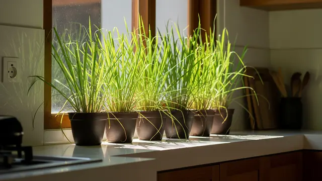 Lemongrass Mini untuk Dapur Tropis