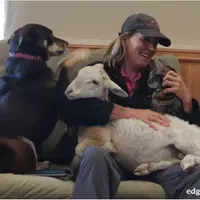 Tengok aksi lucu seekor anjing saat cemburu melihat majikan yang ia sayang mencium binatang lain...