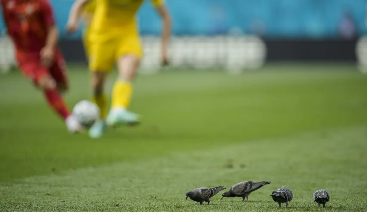 Sejumlah burung merpati mencari makan di tengah lapangan saat pertandingan Grup C Euro 2020 antara Ukraina melawan Makedonia Utara di National Arena stadium, Rumania, Kamis, (17/6/2021). (Foto: AP/Pool/Vadim Ghirda)