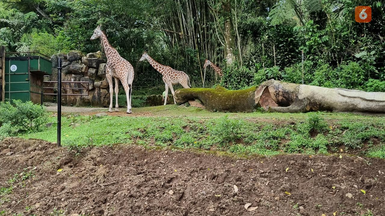 Ilustrasi satwa, binatang, jerapah. (Liputan6.com/Tanti Yulianingsih)