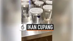 THUMBNAIL ikan cupang