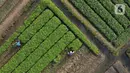Foto udara aktivitas petani di lahan garapan kawasan Papanggo, Jakarta Utara, Rabu (1/12/2021). Para petani di kawasan tersebut menggantungkan hidup dengan menyewa lahan garapan untuk bercocok tanam sayuran seperti kangkung, bayam, ubi, dan daun kemangi. (Liputan6.com/Helmi Fithriansyah)