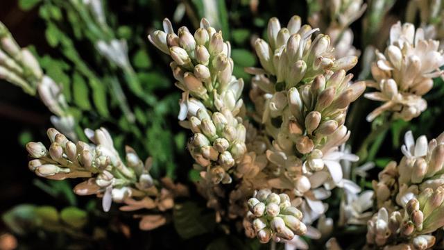 Ilustrasi bunga sedap malam