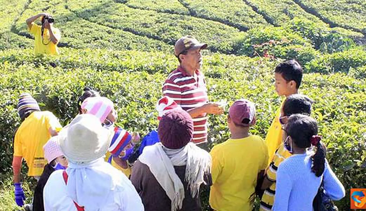 Citizen6, Jakarta: Anak-anak APMA mendengarkan penjelasan dari pemandu saat melakukan tea walk, berkeliling kebun teh. Selama berkeliling pemandu menjelaskan proses penanaman teh, bagaimana pemetikan dilakukan. (Pengirim: Julie Indahrini).