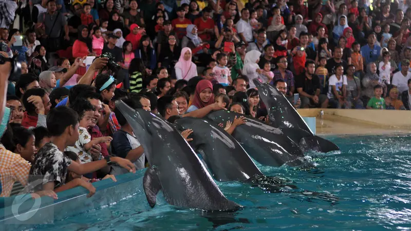 20160208-Pertunjukan Lumba-lumba Meriahkan Libur Imlek di Ancol-Jakarta