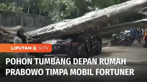 VIDEO: Pohon di Dekat Rumah Prabowo Tumbang, Timpa Mobil Fortuner hingga Ringsek