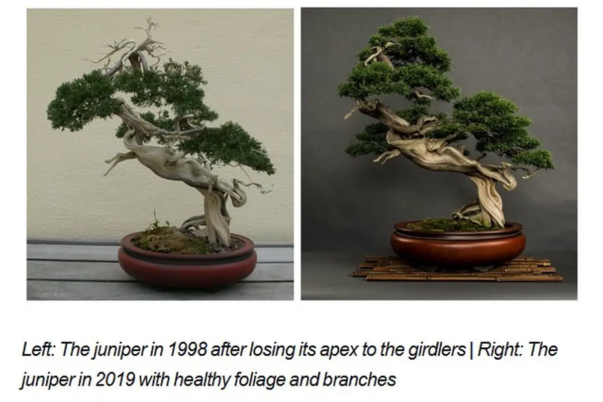 Bonsai serut harga 5 Miliar, Juniper
