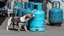 Seekor anjing pelacak bom dari unit K9 Penjaga Pantai Filipina (Philippine Coast Guard/PCG) terlihat sedang menjalankan tugas dalam latihan kemampuan respons ancaman bom dan penyanderaan di sebuah dermaga di Manila, Filipina, pada 1 Desember 2020. (Xinhua/Rouelle Umali)