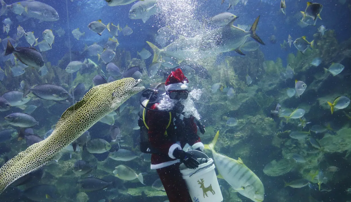 Penyelam berpakaian Santa Claus memberi makan binatang yang  ada didalam akuarium. Kuala Lumpur, Malaysia, Senin (7/12). Kegiatan ini sebagai salah satu kegiatan untuk menjelang hari Natal. (REUTERS/Olivia Harris)