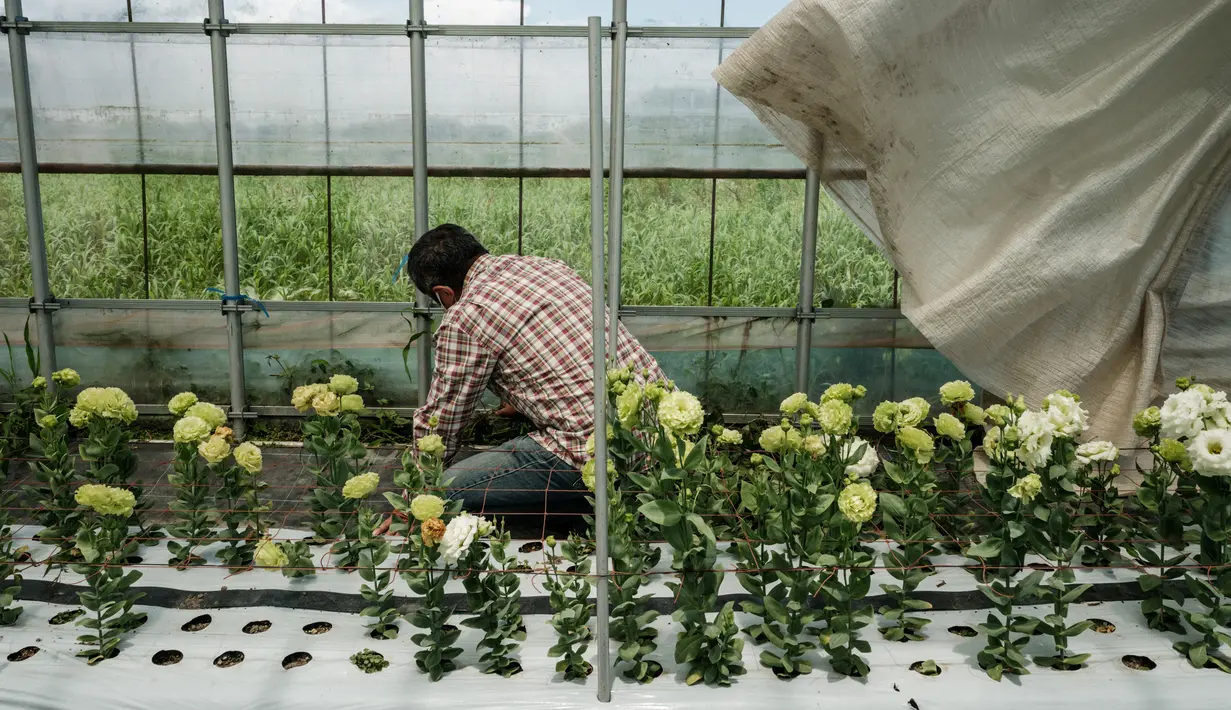 Hiroshi Kawamura merawat bunga lisianthus dalam rumah kaca di Namie, Prefektur Fukushima, Jepang, 30 Juli 2021. Sebagian dari bunga-bunga tersebut akan digunakan untuk karangan bunga kemenangan di Olimpiade Tokyo 2020. (YASUYOSHI CHIBA/AFP)