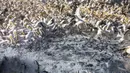 Pelikan putih besar mencari ikan di Waduk Mishmar HaSharon, Lembah Hefer, Israel, Senin (8/11/2021). Ribuan pelikan yang sedang menuju Afrika berhenti di Waduk Mishmar HaSharon untuk makanan yang disediakan oleh otoritas cagar alam Israel. (AP Photo/Ariel Schalit)