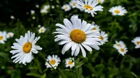 10 Tanaman Berbunga Cantik yang Bisa Jadi Obat Herbal, Indah di Mata dan Ampuh untuk Kesehatan